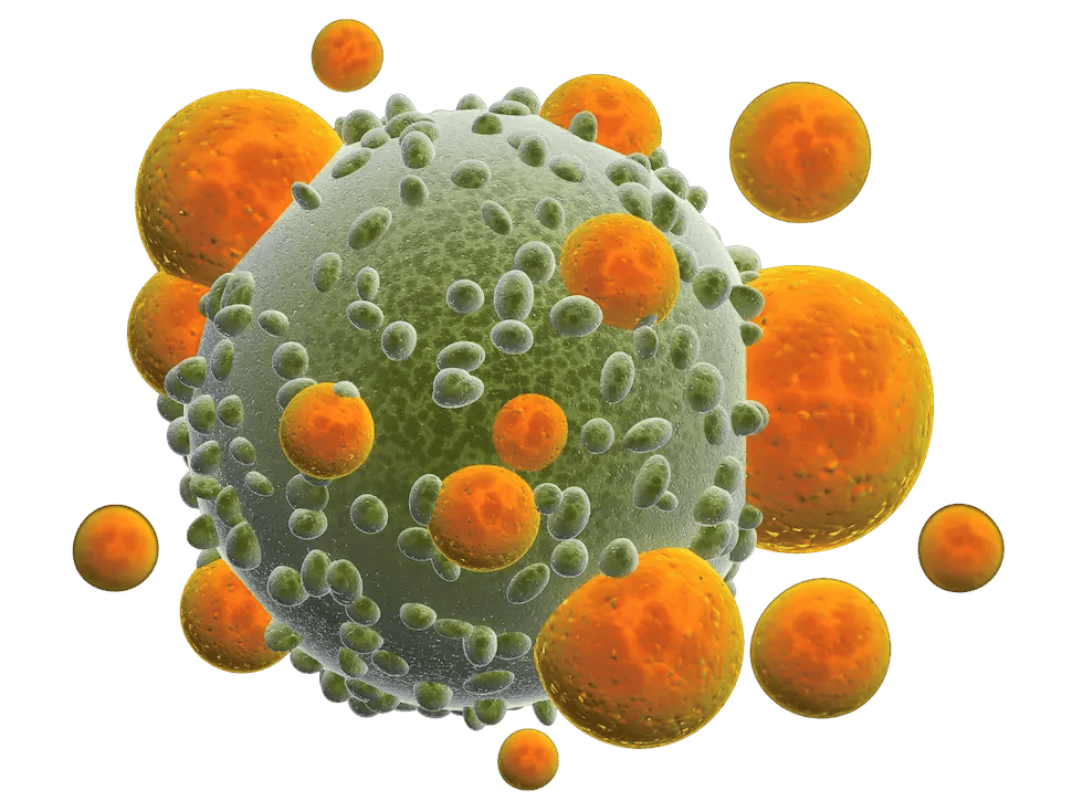 T-cells are responding to the cancer cell.