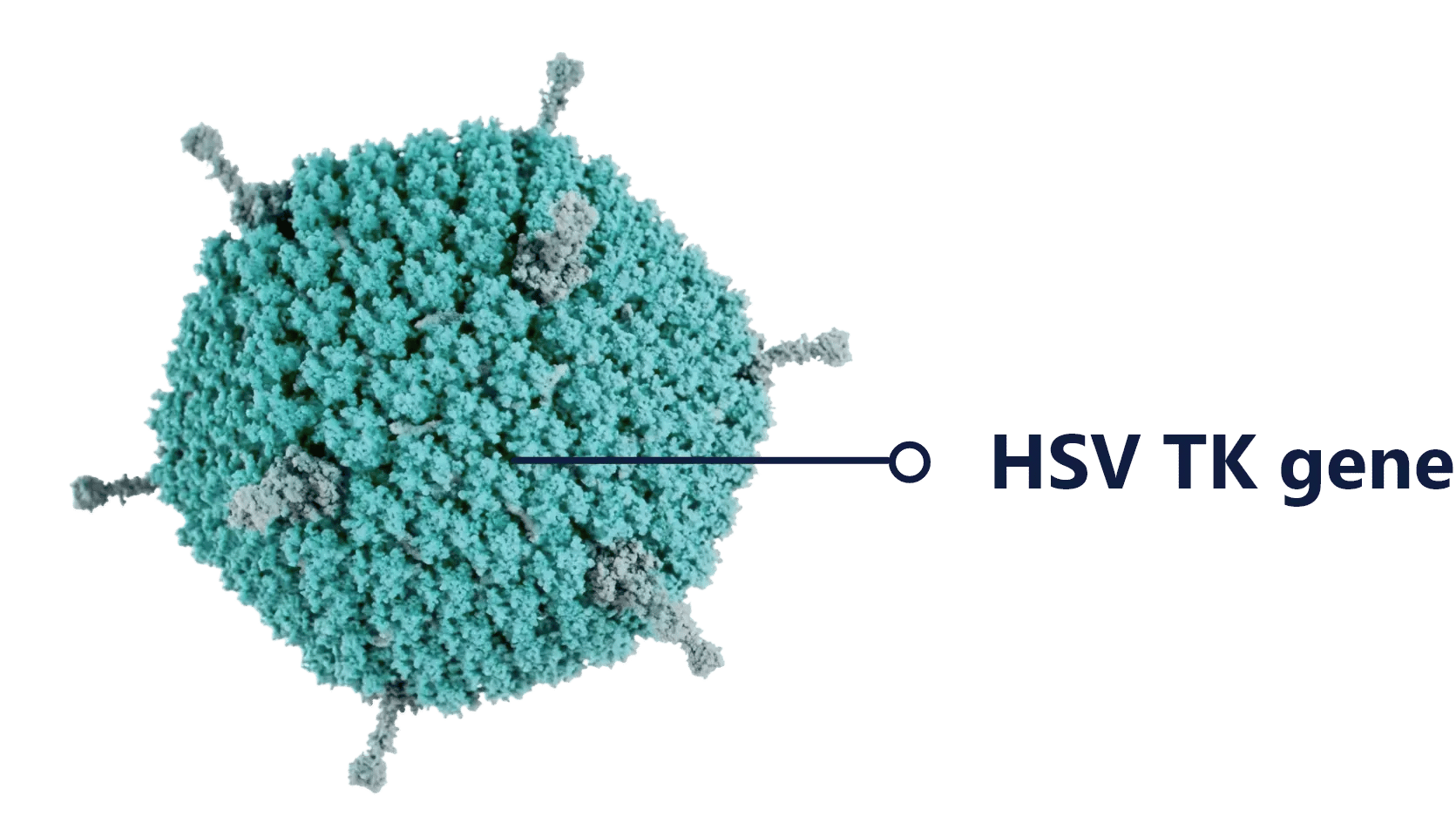 HSV TK gene
