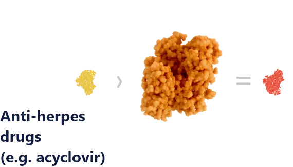 Enzymatic Prodrug Activation, Anti-herpes drugs (e.g. acyclovir)