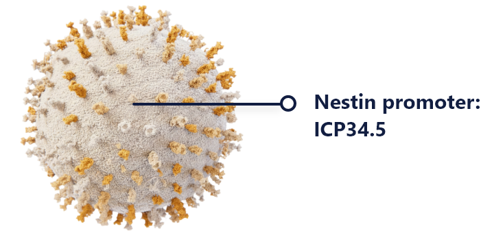 Nestin promoter: ICP34.5