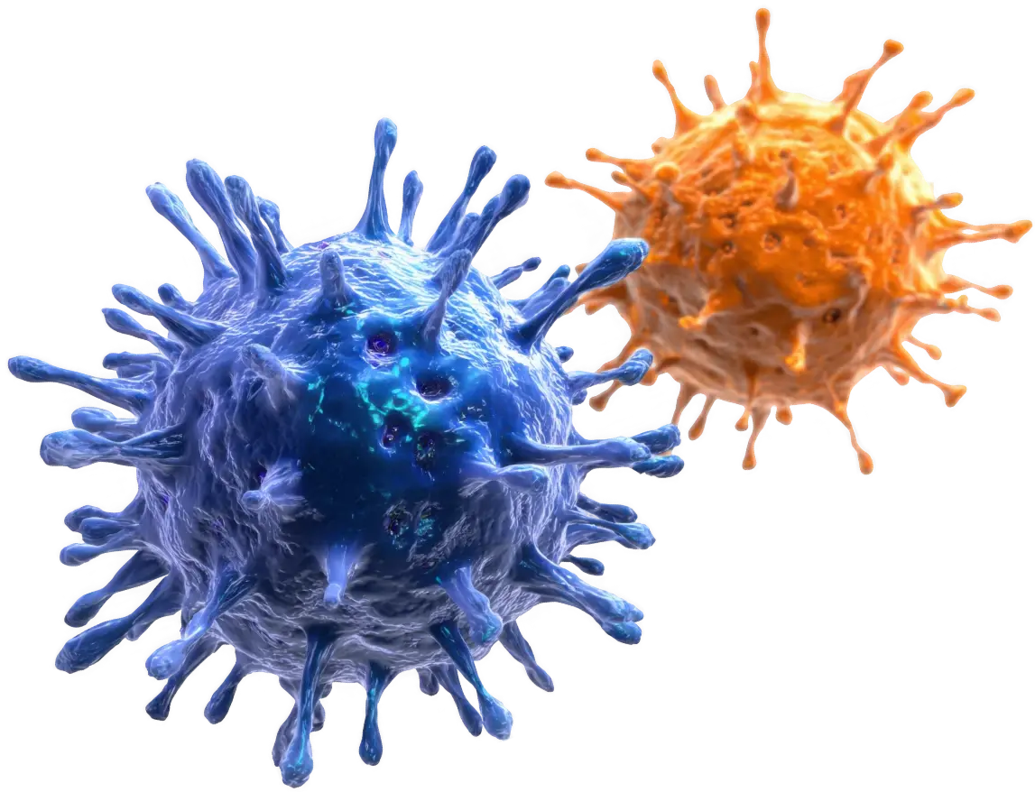 Microscopic view capturing a t cell actively attacking an infected cell, featuring a transparent background, ideal for use in medical and scientific projects focused on immunology and biology