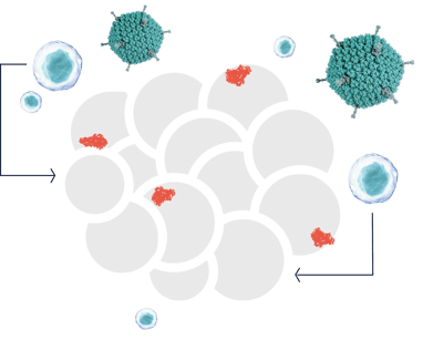 Modified drugs blocks DNA synthesis in dividing tumor cells, leading to tumor cell death. Adenovirus capsid proteins 
attract immune cells to the tumor microenvironment. Activated immune cells then attack distant metastases.