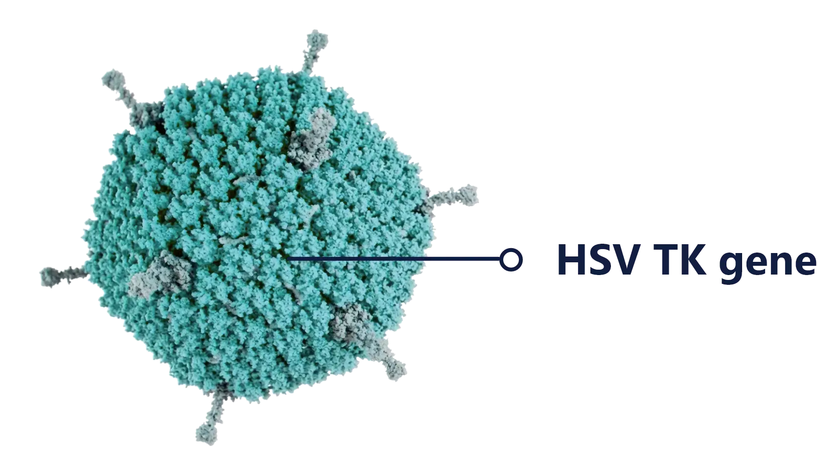 HSV TK gene