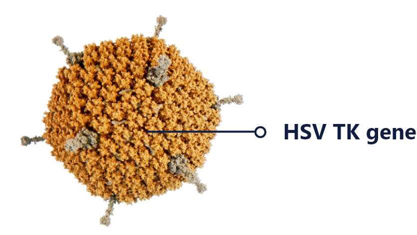 HSV TK gene (1)