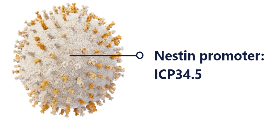 Nestin promoter: ICP34.5